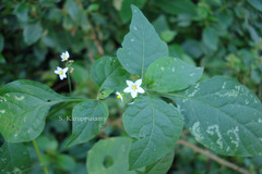 Solanum pseudocapsicum